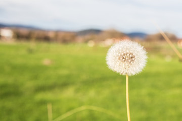 dandelion, fragile and volatile with the wind