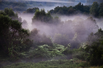 Pink mist in a fairy-tale forest. A misty landscape in the early morning.