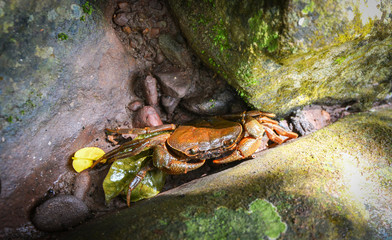 Crab in nature forest / Spiny rock crab / crab living among wet rocks in freshwater river streams on mountain