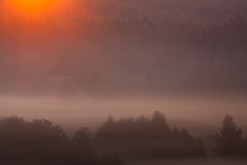 Sun rays over misty trees