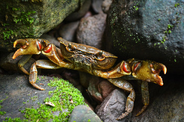 Crab show claw in nature forest / Spiny rock crab / crab living among wet rocks in freshwater river streams on mountain
