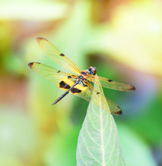 Dragonfly on the leaf with yellow and black wing on nature blurred background in the summer