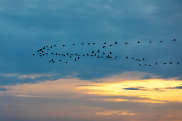 flying flock of Common Crane on evening sky, migration in the Hortobagy National Park, Hungary, puszta is famouf ecosystems in Europe and UNESCO World Heritage Site
