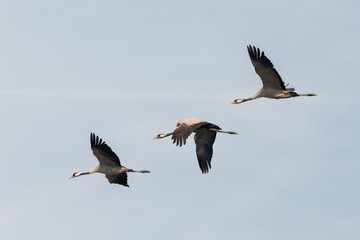 flying flock of Common Crane on lake, migration in the Hortobagy National Park, Hungary, puszta is famouf ecosystems in Europe and UNESCO World Heritage Site