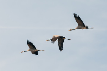 Fototapeta na wymiar flying flock of Common Crane on lake, migration in the Hortobagy National Park, Hungary, puszta is famouf ecosystems in Europe and UNESCO World Heritage Site