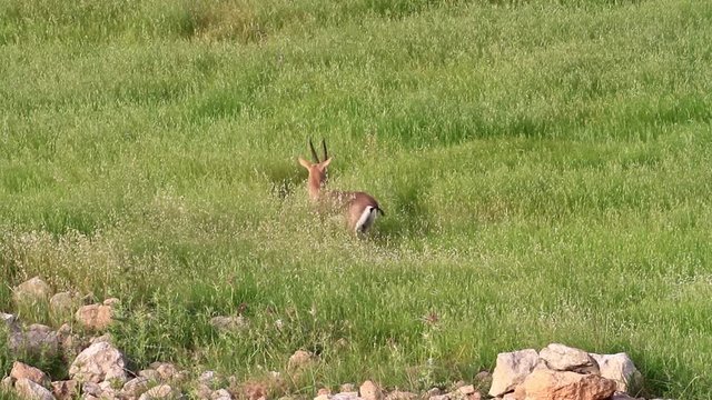 Israeli mountain gazelle in the field