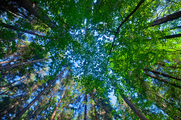 The sky in the pine forest, high pine trees, blue sky, green undergrowth