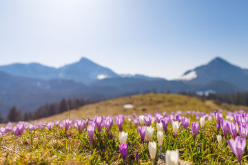 meadow of wild crocos in purple and white on famous Mountain Heuberg with snow covered Alps in the background