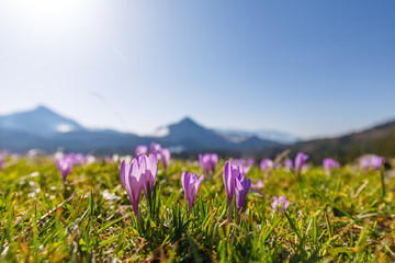 Obraz premium closeup of wild crocos in purple and white on famous Mountain Heuberg with snow covered Alps in the background