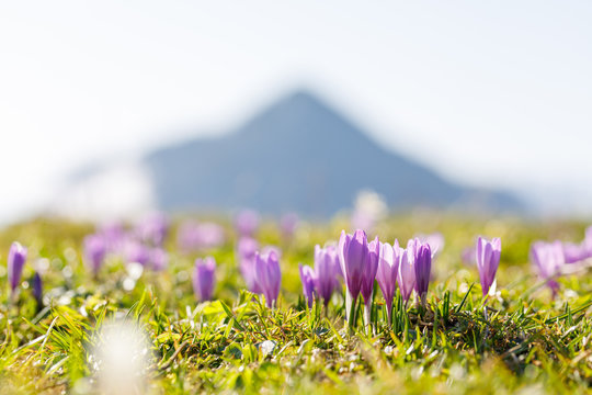 close up on wild crocos in purple and white on famous Mountain Heuberg with snow covered Alps in the background