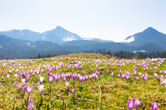 close up on wild crocos in purple and white on famous Mountain Heuberg with snow covered Alps in the background