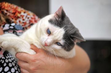white with gray blind cat