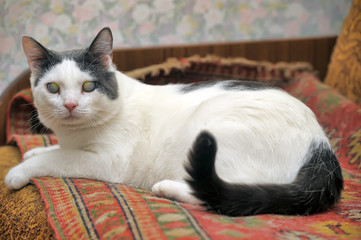 white with gray blind cat