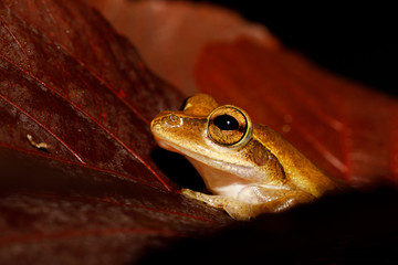 tree frog Boophis rhodoscelis, species of frog in the Mantellidae family. Masoala National Park, Madagascar wildlife and wilderness