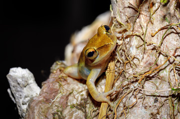 tree frog Boophis rhodoscelis, species of frog in the Mantellidae family. Masoala National Park, Madagascar wildlife and wilderness