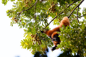 Madagascar Red ruffed lemur feeding on top of tree in natural habitat, Varecia rubra, Madagascar wildlife © ArtushFoto