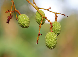 green exotic fruit Lychee (litchi) on tree in Masoala village in Madagascar