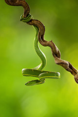 Bothriechis lateralis is a venomous pit viper species found in the mountains of Costa Rica and western Panama