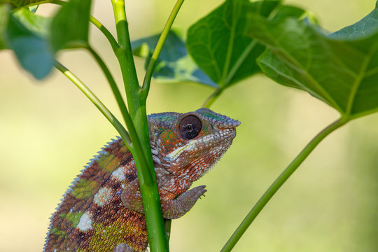 panther chameleon (Furcifer pardalis) in natural habitat in rainforest at Masoala national park forest, Toamasina Province, Madagascar wildlife.