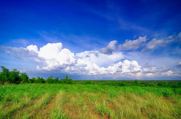 Obraz premium Green Landscapes