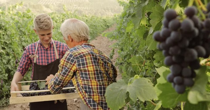 Grandson and grandad working together on vineyard. Caucasian differently aged family members in garden, picking the sweet red grape bunches - family business, tradition concept 4k