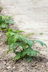 little new raspberry bush