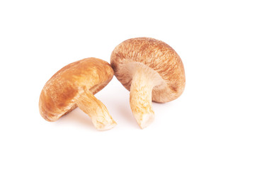 Fototapeta premium Japanese mushrooms on white