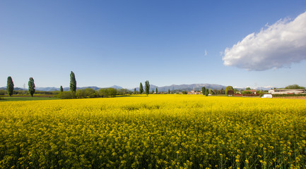 The yellow landscape