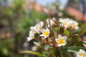 White flowers plumeria on a tree, close-up.