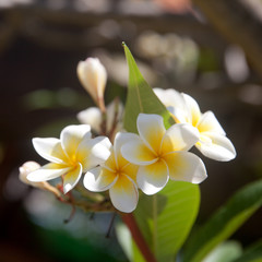 Fototapeta na wymiar White flowers plumeria on a tree, close-up.