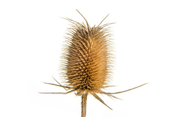 Dried up thistle on a white background