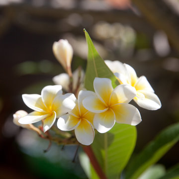 White flowers plumeria on a tree, close-up.