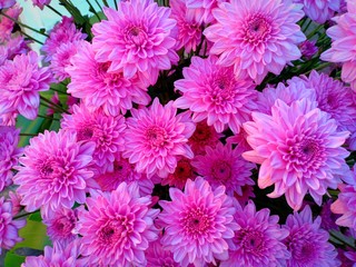 Pink flower vol.6