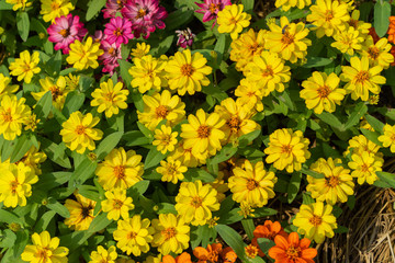 Flower Sulfur Cosmos