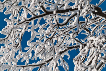 a labyrinth of snow-covered tree branches against a bright blue sky,