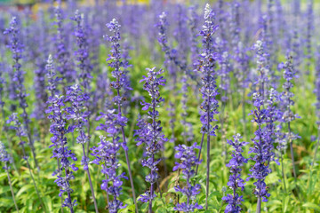 Obraz premium Flower planting purple