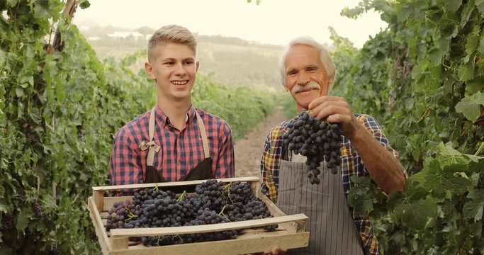 Grandson and grandad working together on vineyard. Caucasian family members in garden, with box of sweet red grape bunches - family business, tradition concept 4k portrait shot