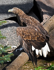 White-tailed eagle. Latin name - Haliaeetus albicilla