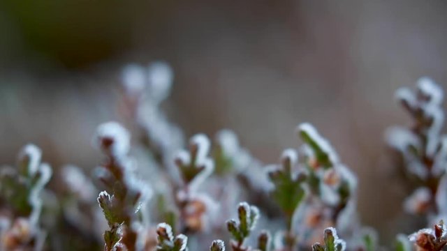 frost covered heather on a slope during a cold December morning in the cairngorms national park, Scotland.