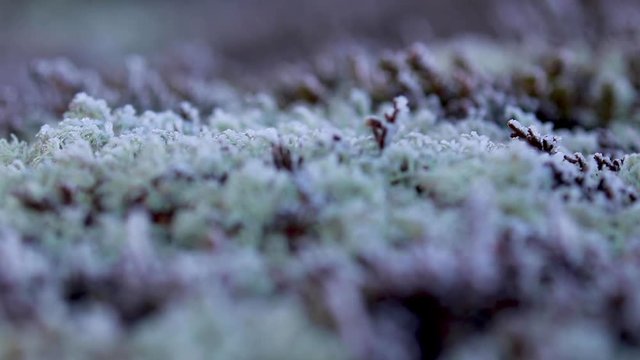 frost covered moss and heather floor covering on a hill in the cairngorms national park during a cold December morning in Scotland.