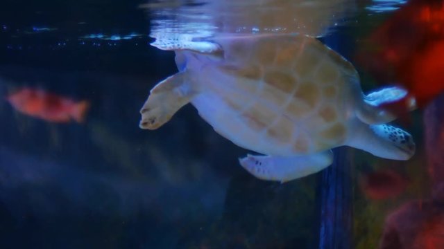 Green turtle swims in water tank