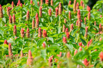 Costus woodsonii flower in the garden, Red Button Ginger flower.