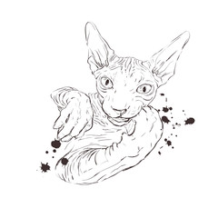 cat breed Sphynx face sketch vector illustration