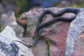 The snake (grass snake) lies on stone. Snake dark gray with yellow spots on the head. Head the snake marked on its tail.