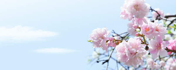 満開の桜と青空
