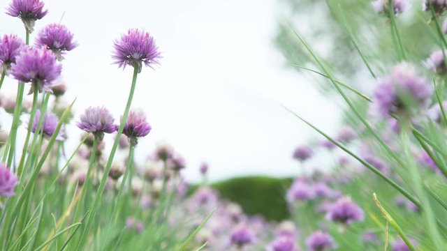 Field of Blooming Chives Flower with Mountain Background  