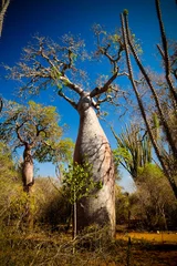 Papier Peint photo Lavable Baobab Paysage avec Adansonia grandidieri baobab dans le parc national de Reniala, Toliara, Madagascar