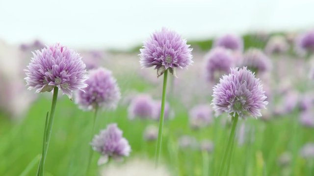Blowing Wind Against Blooming Chives Flower 
