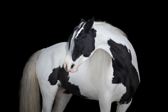 Beautiful gypsy horse look back on black background isolated