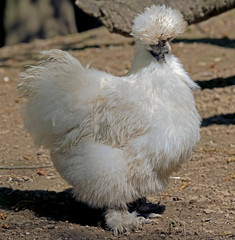 Portrait of nice white chicken